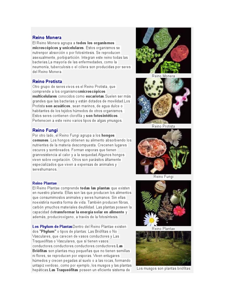 Enfermedades y características de reinos | PDF | Plantas | Musgo