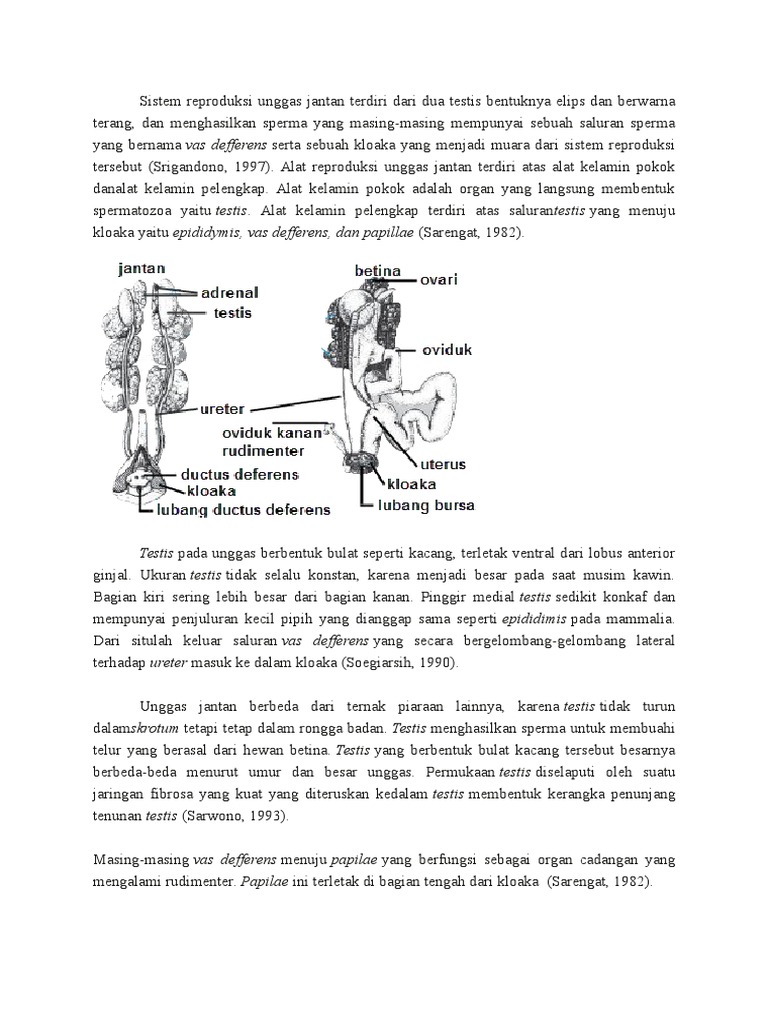 6600 Koleksi Gambar Organ Reproduksi Unggas Jantan Gratis Terbaik