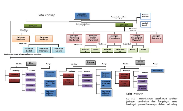 Peta Konsep Struktur  Dan  Jaringan  Tumbuhan 