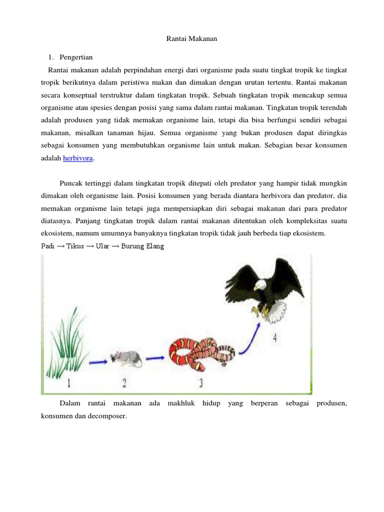 Rantai Makanan.pdf Rantai Makanan.pdf