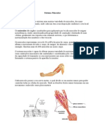 Sistema Muscular- Uniderp