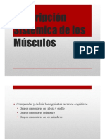  Descripcion Sistemica de Los Musculos