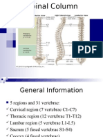 Spinal Column Anatomy Guide