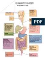 Human Digestive System: By: Mildrey C. Abe