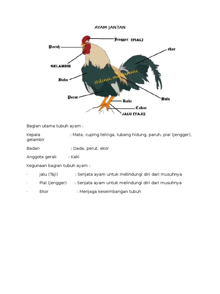 Ayam Jantan Pdf