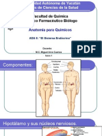 Anatomía Del Sistema Endocrino