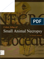 Color Atlas of Small Animal Necropsy 1