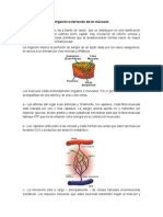 Irrigación e Inervación de Los Músculos