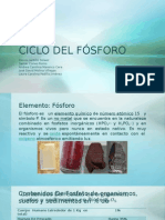 Ciclo Del Fósforo