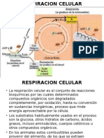 Respiracion Celular