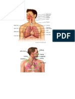 ANATOMI SISTEM PERNAFASAN (tugas bu riza sistem respirasi).docx