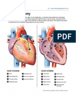 Heart, Heart Information, Cardiovascular Facts, News, Photos -- National Geographic