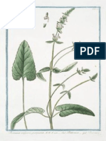 Medicine Plants.pdf