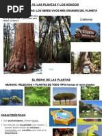 1eso.t.10. Plantas y Hongos