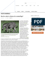 How do a zebra's stripes act as camouflage.pdf