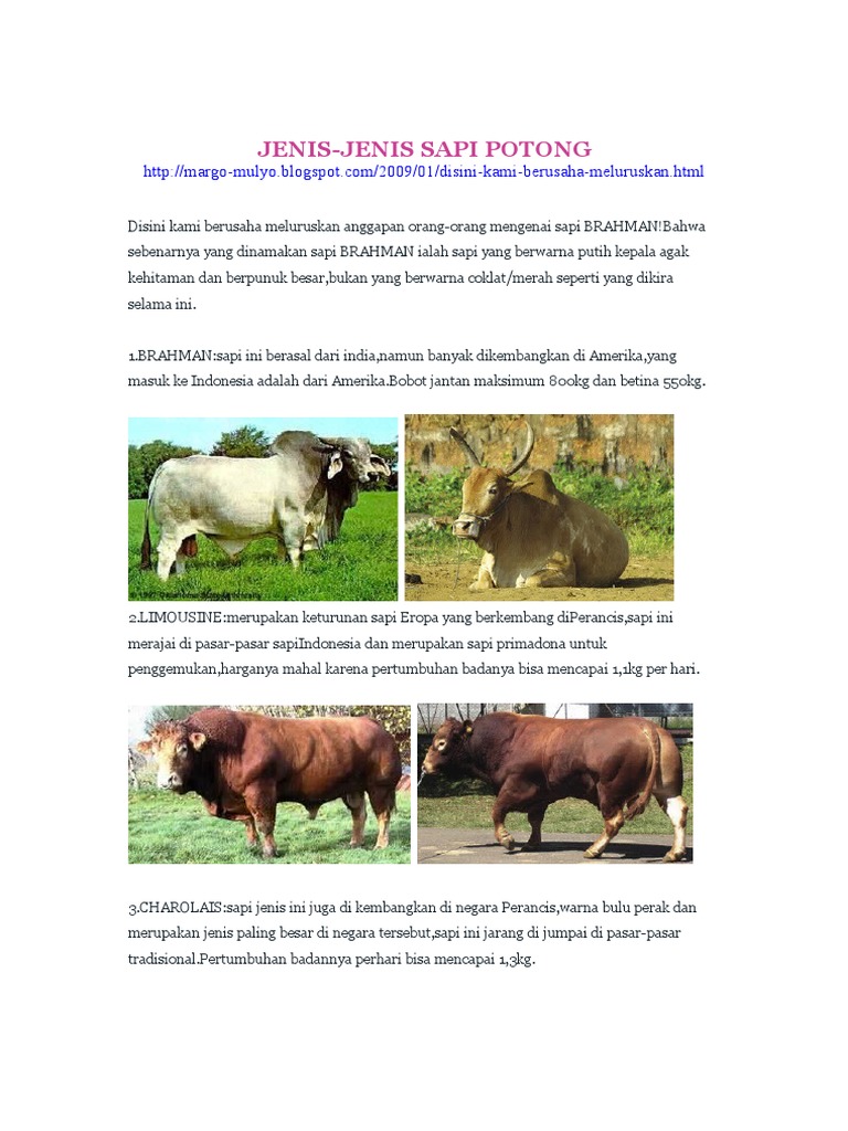 Jenis-Jenis Sapi Potong di Indonesia | PDF | Memasak, Makanan, & Anggur ...