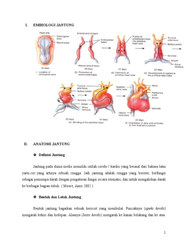 Makalah Penyakit Jantung Rematik  Makalah Penyakit Jantung Rematik