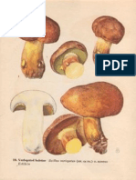 Champignon 9 PDF