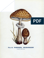 Champignon 9