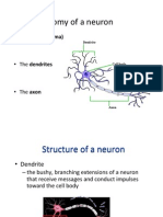 Lecture 7 - Brain Macrostructure