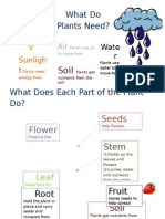 What Do Plants Need?: Flower