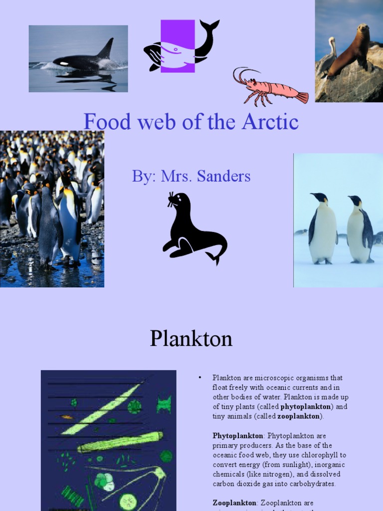Food Web of The Arctic Biology Diagrams