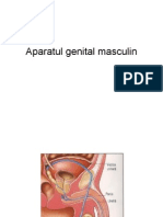 Aparatul Genital Masculin