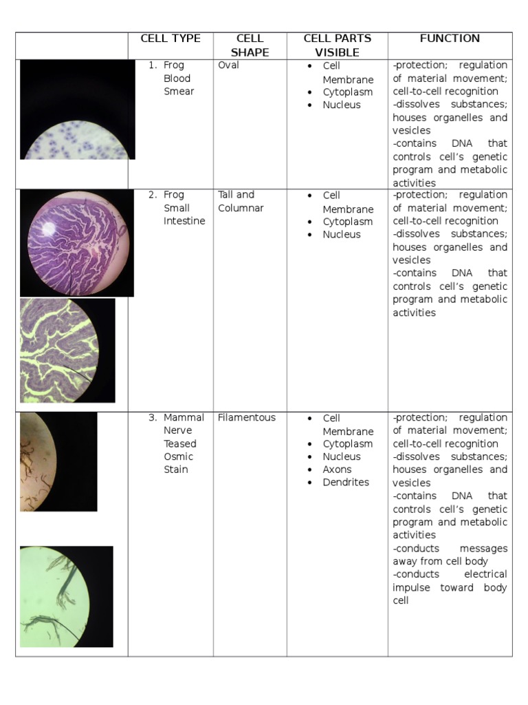 Cell Type Cell Shape Cell Parts Visible Function | PDF | Cytoplasm ...