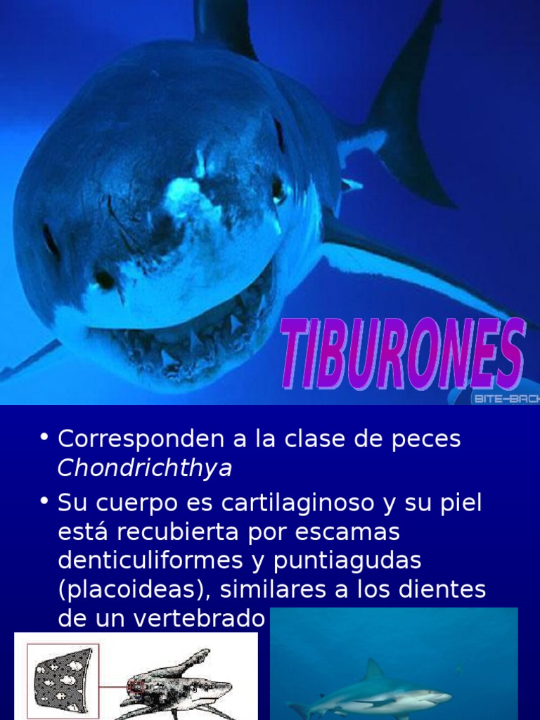 El Tiburon, PDF, Tiburones