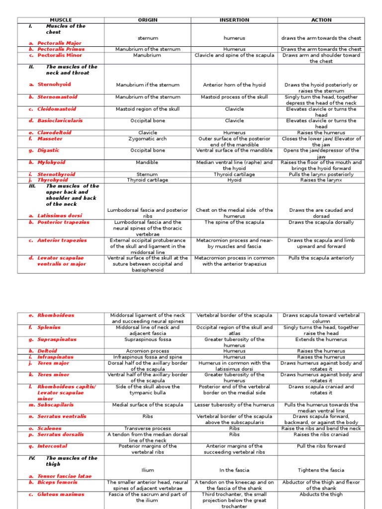 Muscle OIA: Anatomy and Actions | PDF | Vertebral Column | Vertebra