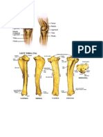 Anatomi Tibia