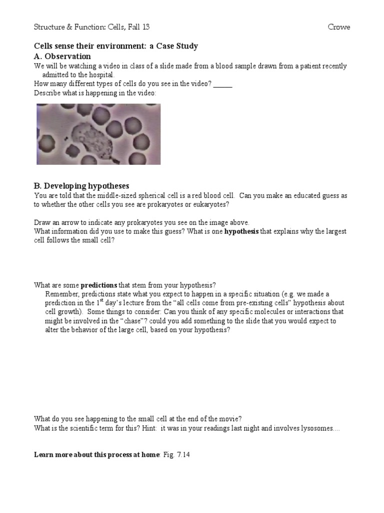 Cell Biology Case Study | PDF | Cytoskeleton | Cell (Biology)