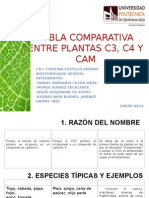 Tabla Comparativa Sobre Tipos de Fotosíntesis