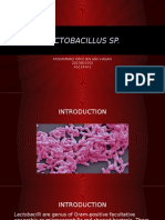 Lactobacillus SP