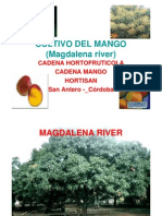 Cultivo Mango Puerco o Hilaza Magdalena River