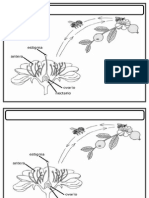 Polinizacion