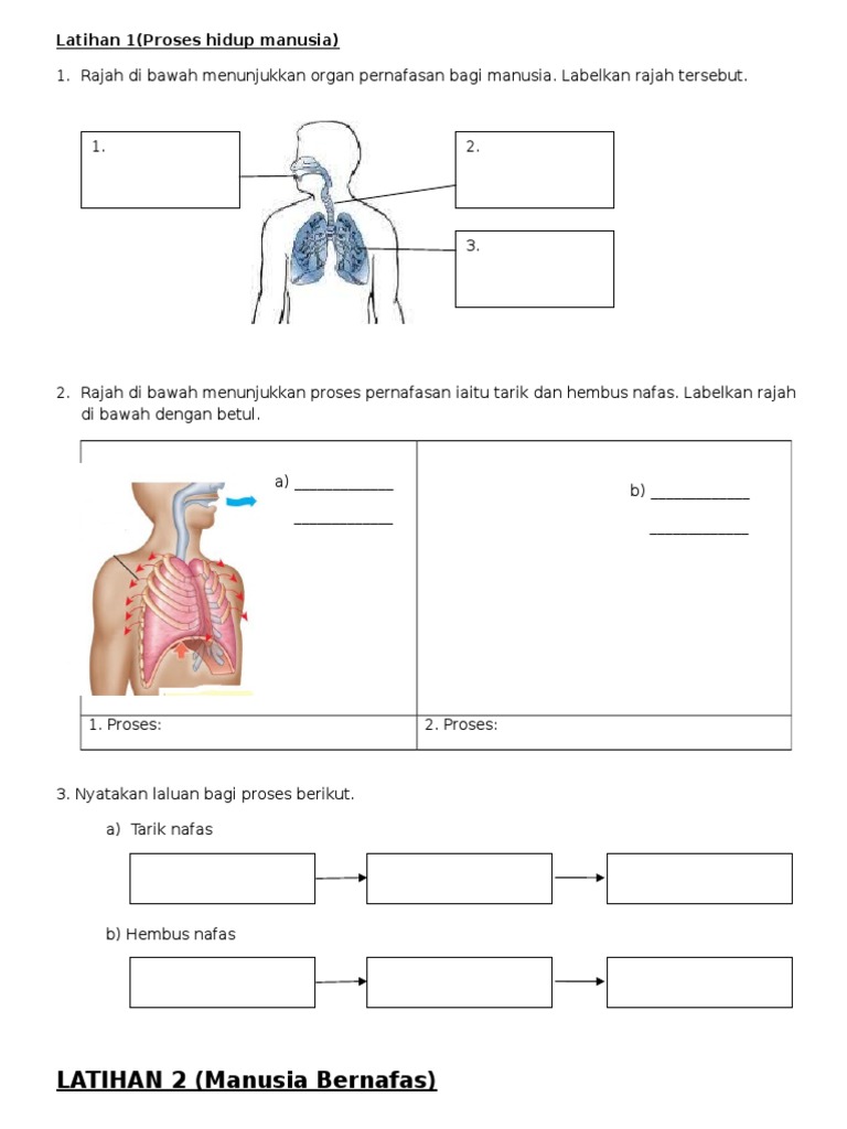 Latihan 1 Proses Hidup Manusia Pdf