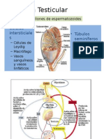 Fisiología Testicular