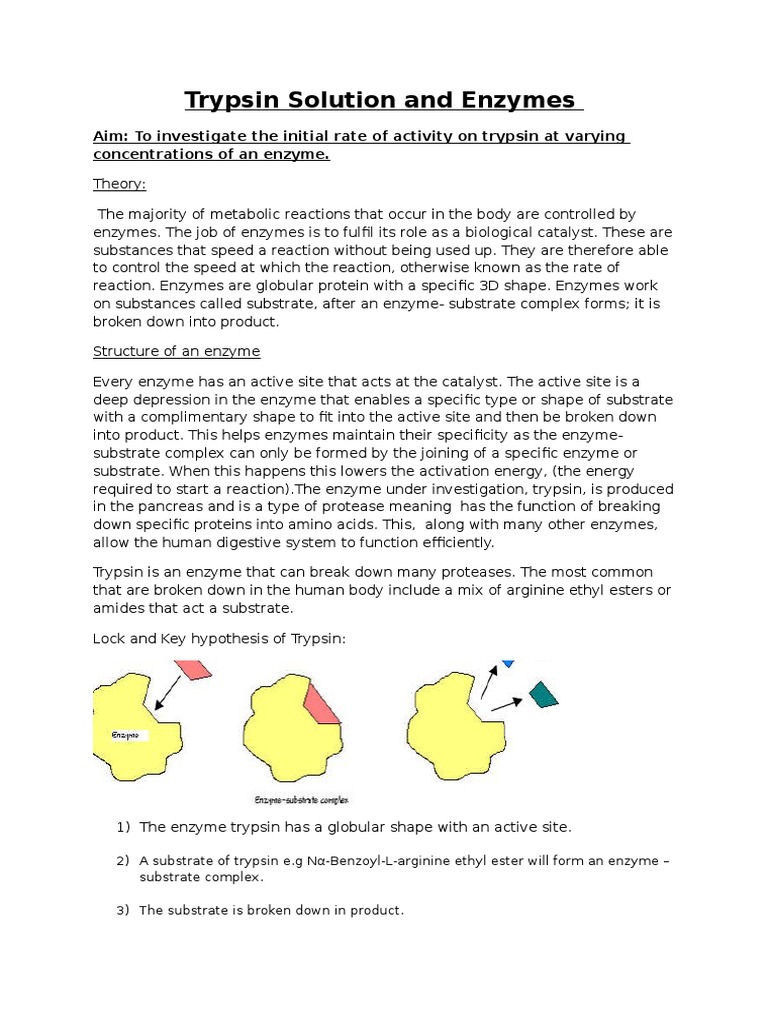 Trypsin Activity and Substrate Concentration | PDF | Active Site | Trypsin