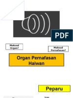 Organ Pernafasan Haiwan