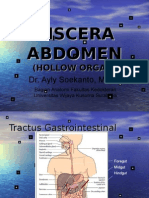 Viscera Abdomen