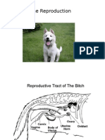 Canine Reproduction