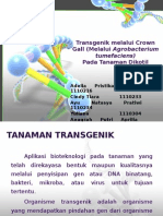 Transgenik Melalui Crown Gall (Melalui Agrobacterium Tumefaciens)