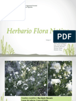 Herbario Flora Nativa Chile