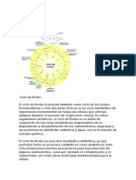 Ciclo de Krebs