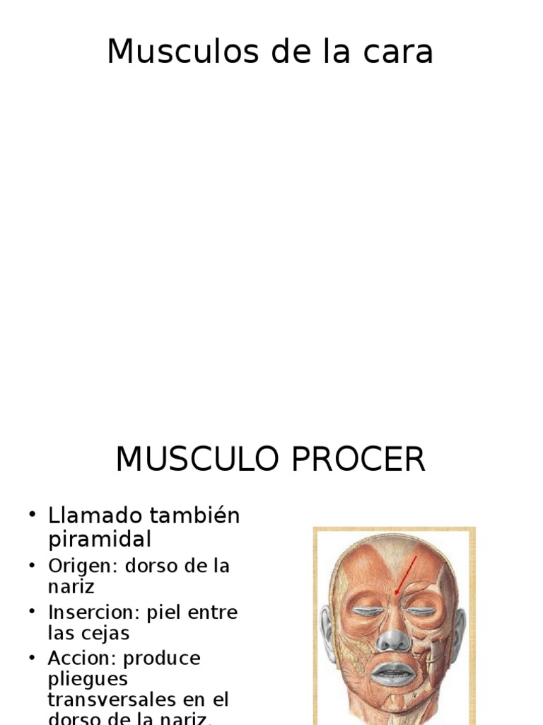 Anatomía del Músculo Prócer y Facial | PDF | Sistema musculoesquelético ...