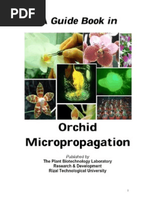 A Guidebook in Orchid Micropropagation