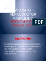Exposicion Aparato Reproductor Masculino