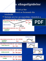 Reglarea Patol Lip