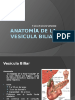 Anatomía de la vesícula biliar: forma, tamaño y ubicación